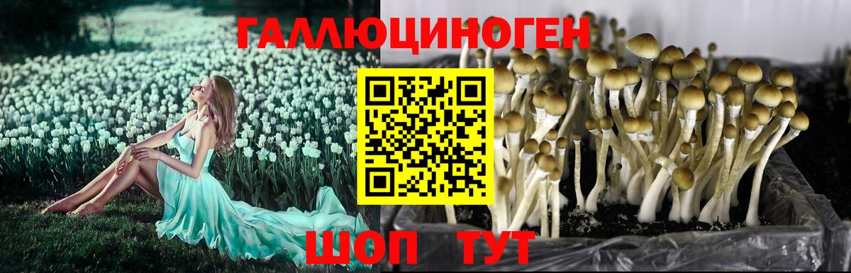 Псилоцибиновые грибы MAGIC MUSHROOMS Каменск-Шахтинский